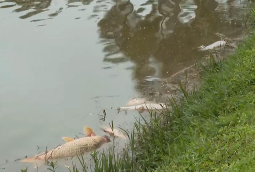 tragedia-ambiental3A-peixes-encontrados-mortos-no-lago-do-parque-bacacheri-em-curitiba.-populacao-aguarda-respostas-e-medidas-de-preservacao tragedia-ambiental3A-peixes-encontrados-mortos-no-lago-do-parque-bacacheri-em-curitiba.-populacao-aguarda-respostas-e-medidas-de-preservacao