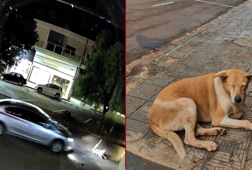 tragedia-em-ivaipora3A-dara2C-a-cadela-comunitaria2C-morre-apos-ser-atropelada-e-abandonada-ferida-no-parana tragedia-em-ivaipora3A-dara2C-a-cadela-comunitaria2C-morre-apos-ser-atropelada-e-abandonada-ferida-no-parana