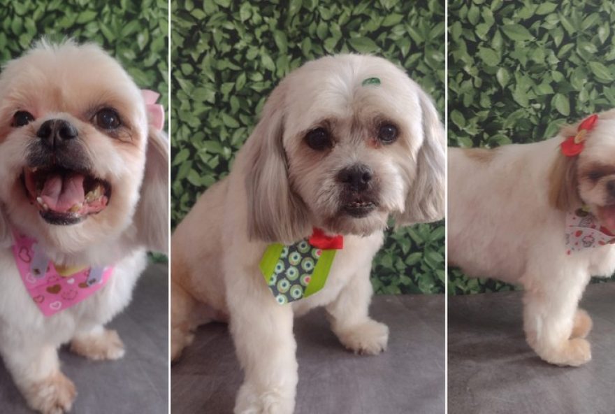 tragedia-no-pet-shop3A-familia-descobre-morte-de-3-caes-por-whatsapp-apos-atraso-saiba-mais