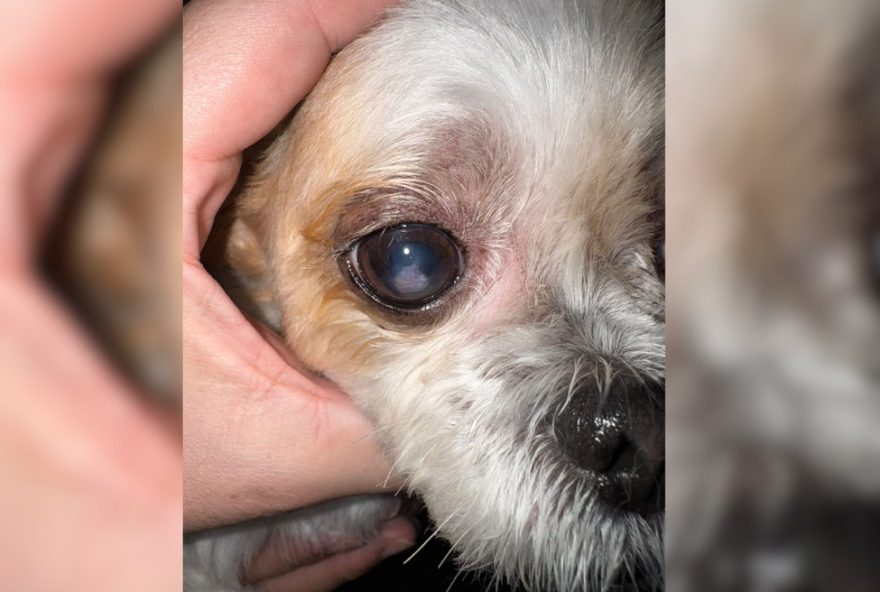 transplante-de-cornea-em-animais3A-especialista-explica-procedimentos-e-indicacoes-em-presidente-prudente