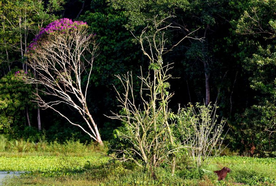 Há 37,5 bilhões de toneladas de carbono orgânico do solo (COS) existentes no Brasil em 2021.
(Foto:Reprodução/ Agência Brasil)