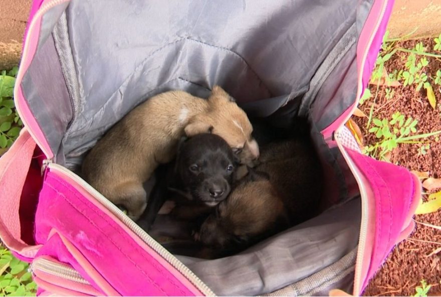 tres-filhotes-de-cachorro-abandonados-sao-resgatados-em-londrina2C-no-parana tres-filhotes-de-cachorro-abandonados-sao-resgatados-em-londrina2C-no-parana