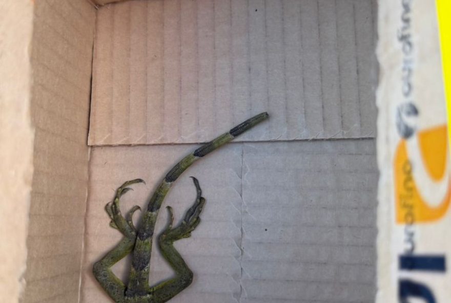 tres-pessoas-presas-em-operacao-contra-venda-ilegal-de-animais tres-pessoas-presas-em-operacao-contra-venda-ilegal-de-animais