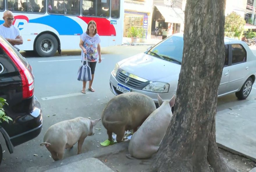 tres-porquinhos-surpreendem-moradores-de-sao-cristovao-em-passeio-urbano