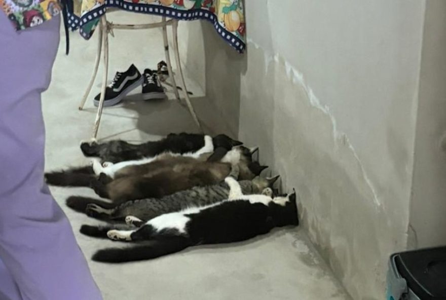 trio-e-preso-por-suspeita-de-vender-sangue-de-gatos-no-interior-de-sp