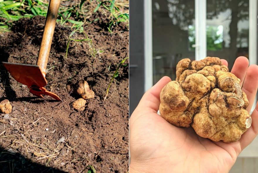 trufas-do-rs3A-a-maior-encontrada-no-brasil-e-seu-valor-no-mercado trufas-do-rs3A-a-maior-encontrada-no-brasil-e-seu-valor-no-mercado
