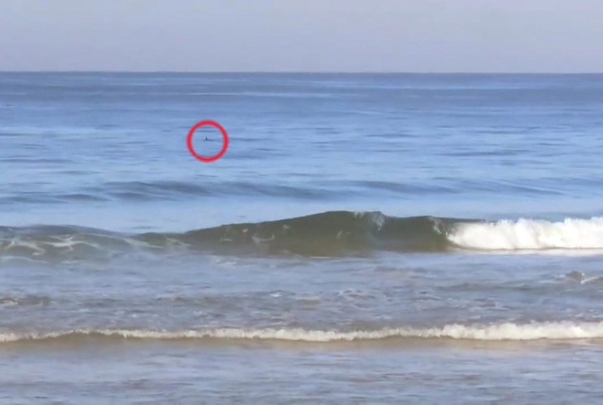 tubarao-avistado-na-barra-da-tijuca3A-alunos-de-surfe-sao-surpreendidos-pela-presenca-do-animal-no-mar2C-mas-biologo-tranquiliza-sobre-riscos