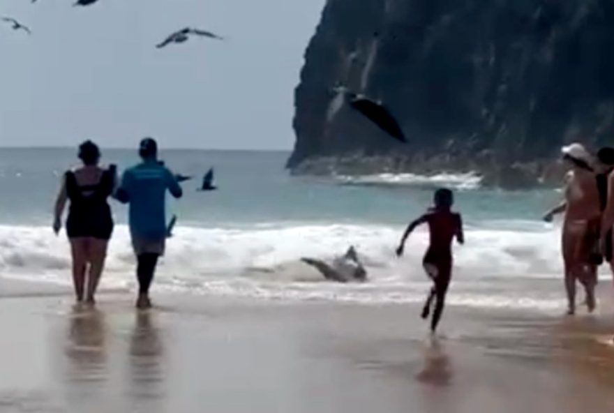 tubarao-encalha-na-praia-da-cacimba-do-padre2C-em-fernando-de-noronha3A-veja-o-video-impressionante tubarao-encalha-na-praia-da-cacimba-do-padre2C-em-fernando-de-noronha3A-veja-o-video-impressionante