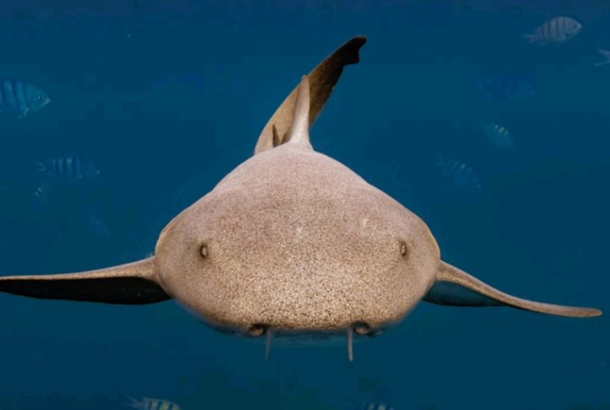 tubarao-lixa3A-especie-tranquila-em-noronha2C-diz-pesquisadora-apos-incidente-com-turista tubarao-lixa3A-especie-tranquila-em-noronha2C-diz-pesquisadora-apos-incidente-com-turista