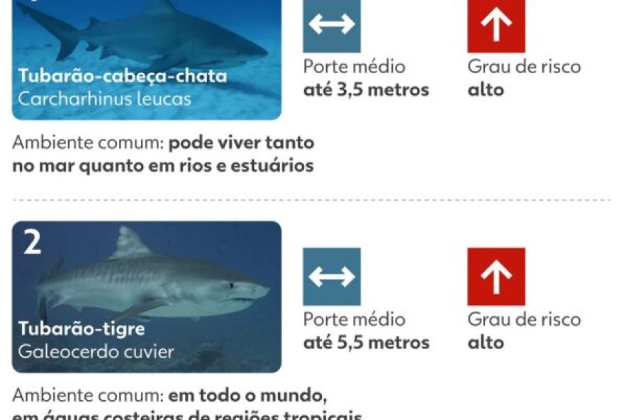 tubaroes-no-litoral-de-pernambuco3A-especies2C-incidentes-e-medidas-de-seguranca tubaroes-no-litoral-de-pernambuco3A-especies2C-incidentes-e-medidas-de-seguranca