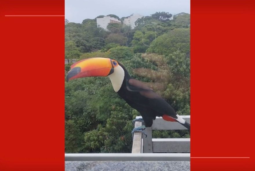 tucano-encanta-moradores-de-brasilia-ao-pousar-em-janela-de-predio3A-assista-ao-video tucano-encanta-moradores-de-brasilia-ao-pousar-em-janela-de-predio3A-assista-ao-video