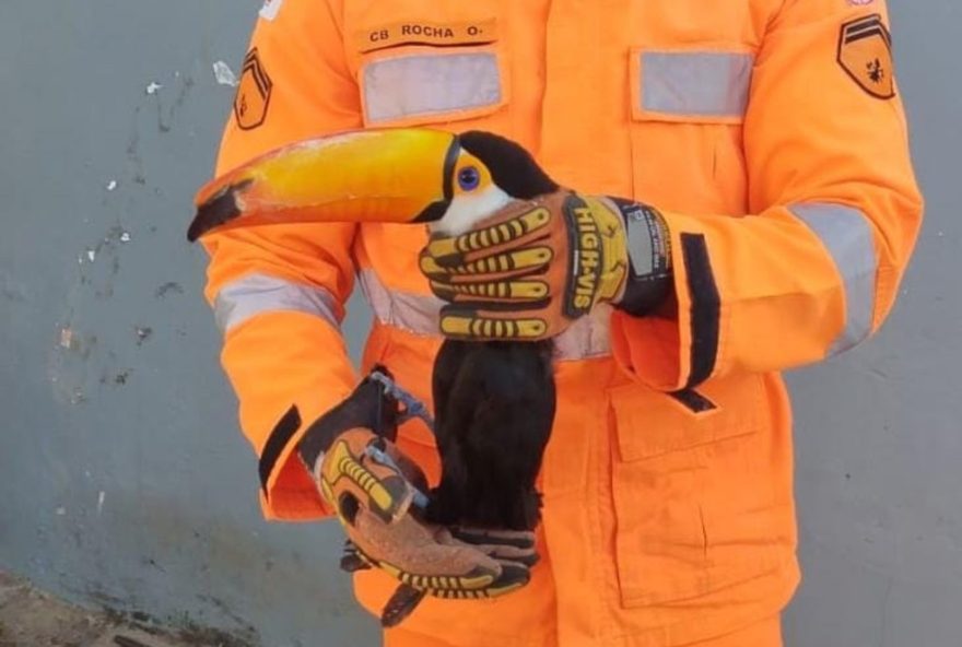 tucano-resgatado-em-montes-claros3A-bombeiros-atuam-em-emergencia-animal