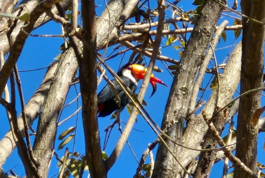 tucano-toco-com-ma-formacao-no-bico-surpreende-ao-se-adaptar-na-natureza-em-minas-gerais