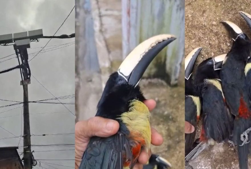 tucanos-morrem-apos-pousarem-em-fiacao-eletrica-em-belem3A-tragedia-no-curio-utinga tucanos-morrem-apos-pousarem-em-fiacao-eletrica-em-belem3A-tragedia-no-curio-utinga