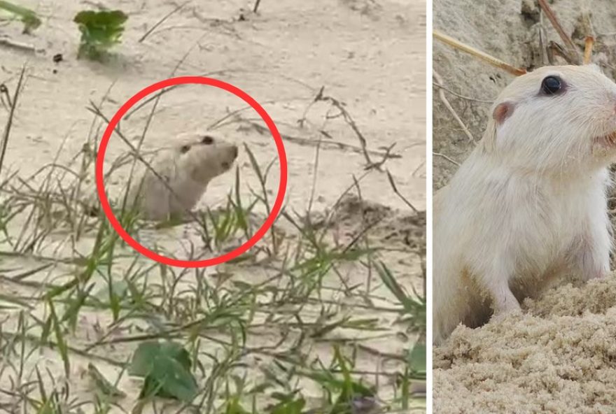 tuco-tuco-das-dunas3A-roedor-ameacado-de-extincao-no-rs-e-avistado-nas-dunas tuco-tuco-das-dunas3A-roedor-ameacado-de-extincao-no-rs-e-avistado-nas-dunas