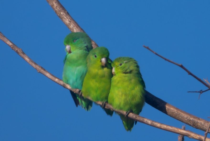 tuim-azul3A-ornitologo-registra-raridade-do-cianismo-em-campinas