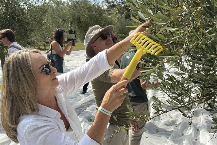 turismo-em-gramado3A-colheita-de-azeitonas-e-degustacao-de-azeite-com-sabores-exclusivos turismo-em-gramado3A-colheita-de-azeitonas-e-degustacao-de-azeite-com-sabores-exclusivos