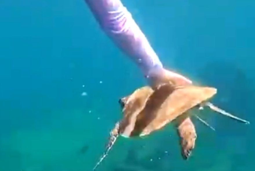 turista-e-multada-por-tocar-em-tartaruga-marinha-em-fernando-de-noronha3A-video-e-multa-de-r2410-mil