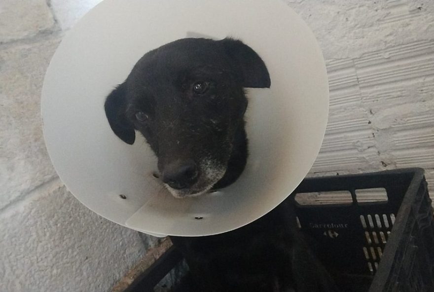 tutora-denuncia-maus-tratos3A-cachorro-ferido-em-aruja-e-resgatado-e-casos-de-abuso-a-animais-sao-investigados