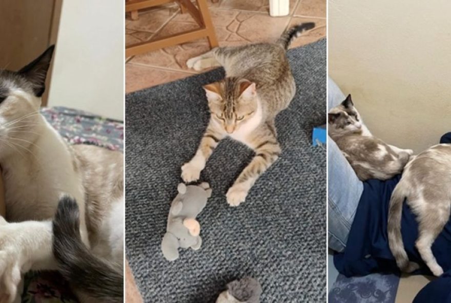 tutora-denuncia-negligencia-em-castracao-de-animais3A-animais-saudaveis-morrem-apos-cirurgia-em-mogi-guacu-sp