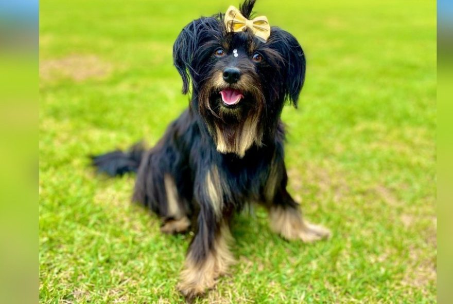 tutora-improvisa-capa-para-cachorra-fazer-xixi-na-chuva-e-viraliza tutora-improvisa-capa-para-cachorra-fazer-xixi-na-chuva-e-viraliza