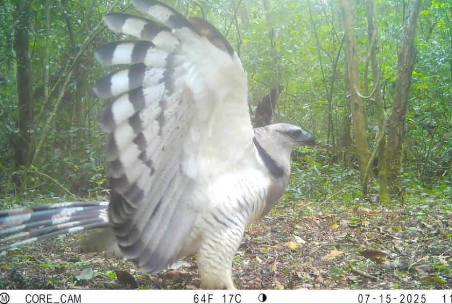 uiracu-e-registrado-em-video-no-parque-nacional-do-iguacu3A-uma-raridade-da-fauna-brasileira