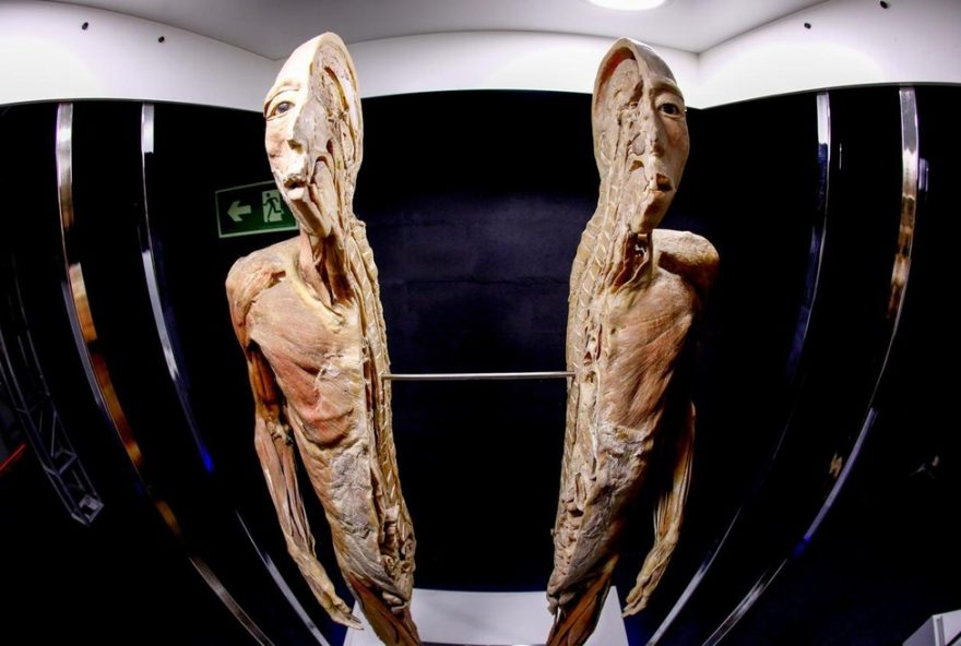 ultimas-semanas-da-exposicao-22human-bodies22-em-curitiba3A-nao-perca