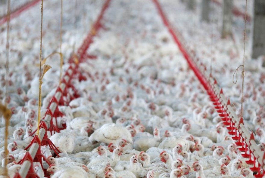 uniao-europeia-e-china-suspendem-compra-de-frango-brasileiro-apos-foco-de-gripe-aviaria3B-acoes-em-curso-para-restabelecer-o-comercio