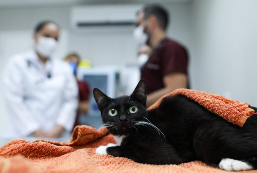 unifor3A-novos-servicos-veterinarios-no-complexo-da-medicina-para-caes-e-gatos