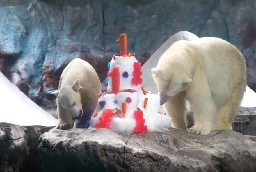 urso-polar-em-sp3A-familia-da-especie-no-aquario3B-veja-video-da-cacula-de-1-ano-e-3-meses-com-120-kg-celebrando-o-dia-internacional urso-polar-em-sp3A-familia-da-especie-no-aquario3B-veja-video-da-cacula-de-1-ano-e-3-meses-com-120-kg-celebrando-o-dia-internacional