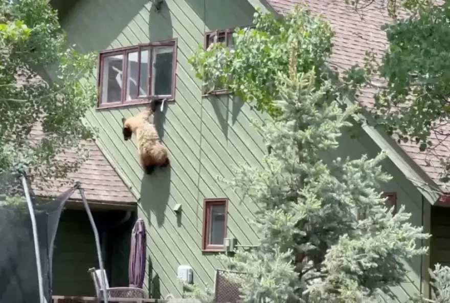 Urso invade casa, come costeletas e fica preso em janela durante fuga