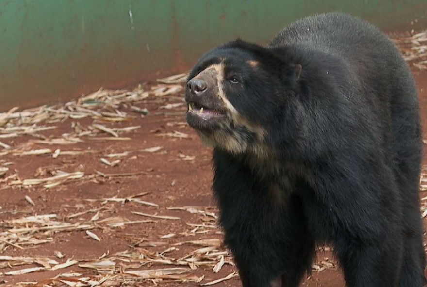 urso-renan-se-recupera-apos-cirurgia-para-retirada-de-tumor-em-ribeirao-preto