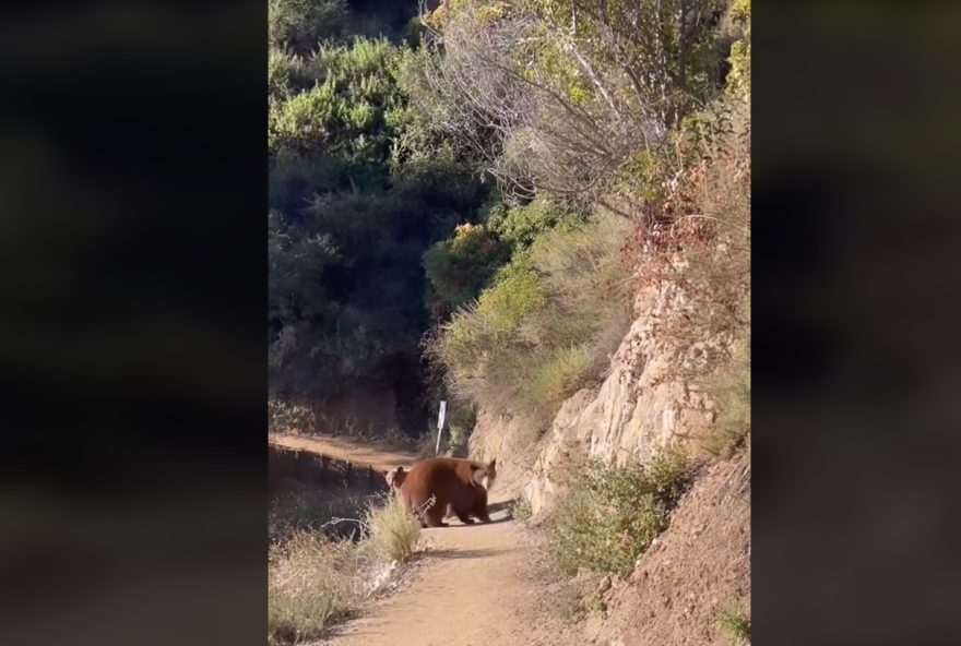 Corredora se afastando de ursa e filhotes na trilha (Foto: Reprodução de Vídeo)