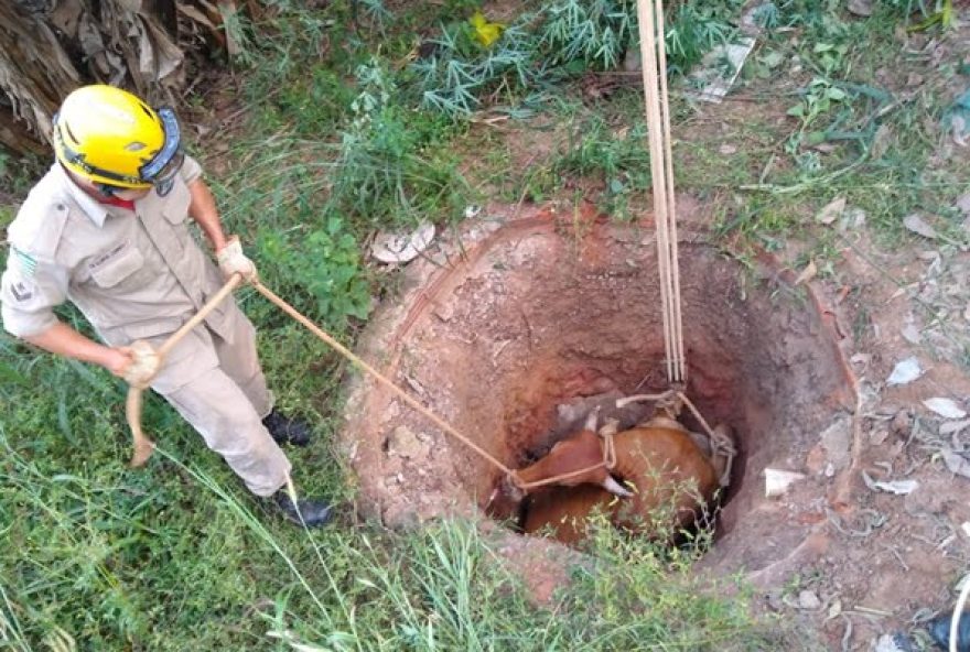 vaca-cai-em-poco-e-e-resgatada-por-bombeiros-em-abadiania