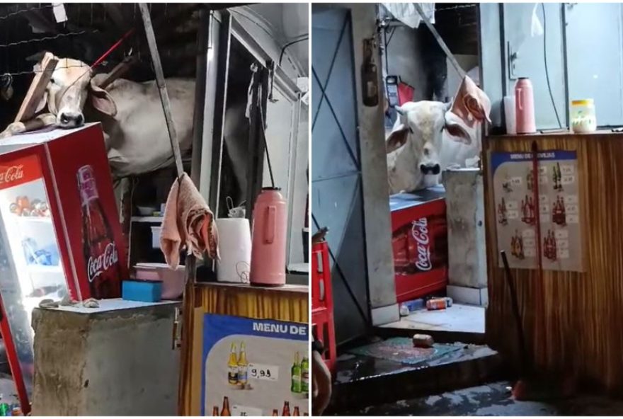 vaca-cai-no-telhado-de-bar-em-capistrano2C-ceara2C-causando-prejuizos3A-proprietario-se-compromete-a-pagar-danos-e-atividades-do-estabelecimento-sao-encerradas
