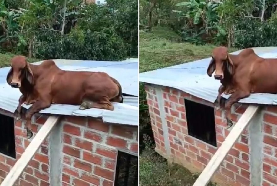 Moradores da cidade colombiana de Anorí ficaram surpresos com o bezerro que apareceu sobre um telhado (Fotos: Twitter/NoticiasRPTV/Reprodução)