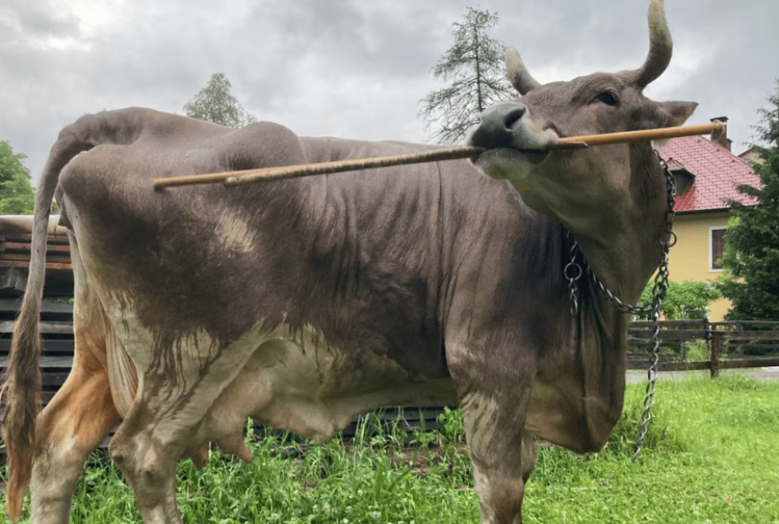 vaca-de-estimacao-surpreende-cientistas-ao-usar-ferramentas vaca-de-estimacao-surpreende-cientistas-ao-usar-ferramentas