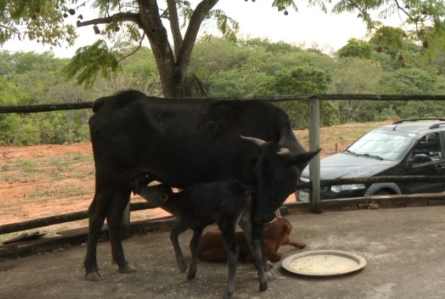 vaca-de-mg-tem-parto-raro-de-bezerros-gemeos-com-nove-dias-de-diferenca vaca-de-mg-tem-parto-raro-de-bezerros-gemeos-com-nove-dias-de-diferenca
