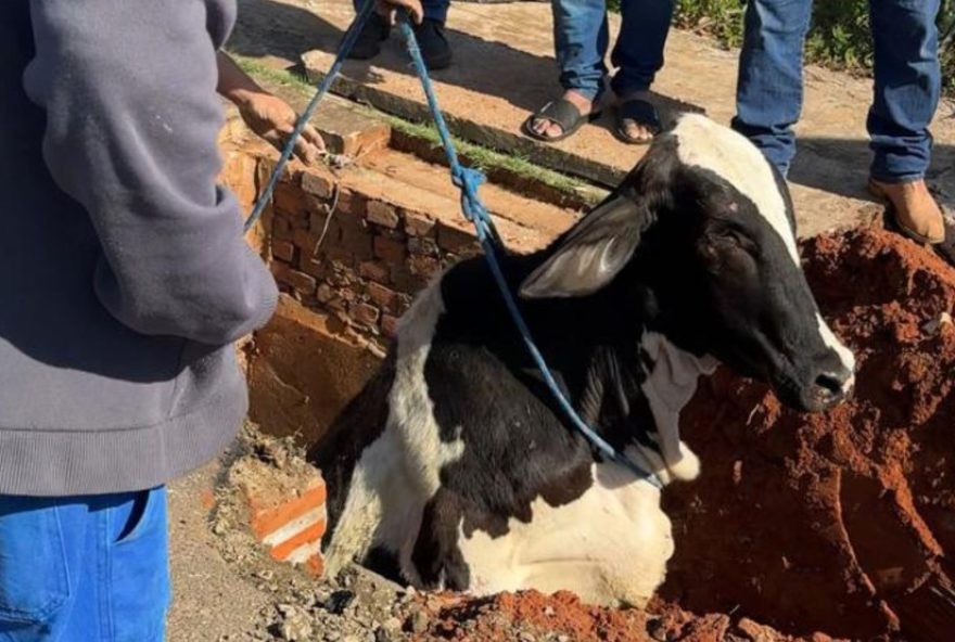 vaca-e-resgatada-apos-cair-em-boca-de-lobo-em-bauru-sp3A-animal-e-retirado-sem-ferimentos