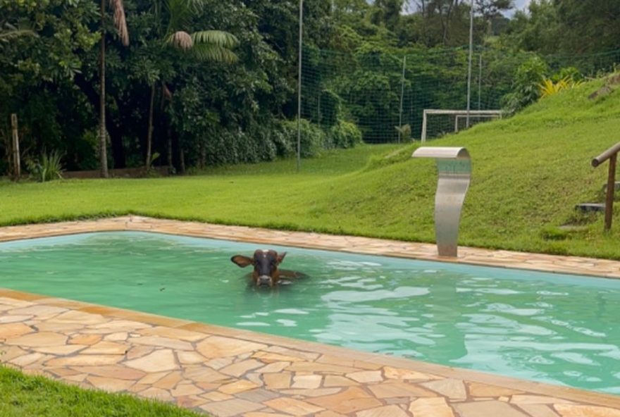 vaca-se-refresca-em-piscina-durante-calor-em-mg3A-video-viraliza