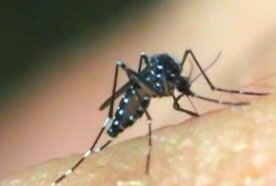 vacinacao-contra-a-dengue-ampliada-no-rio-de-janeiro-para-menores-de-15-e-16-anos