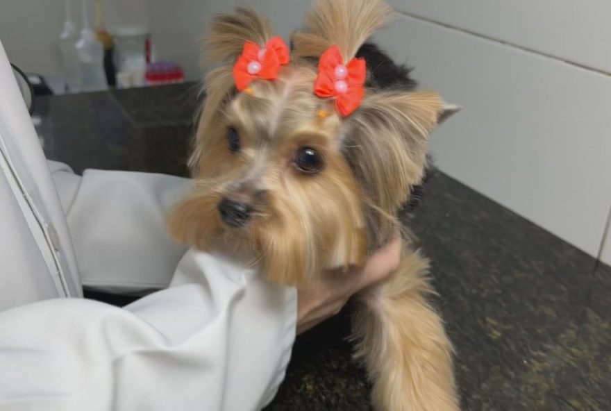 vacinas-para-pets3A-imunizacao-gratuita-contra-raiva-esta-disponivel3B-saiba-as-principais-recomendacoes-para-caes-e-gatos vacinas-para-pets3A-imunizacao-gratuita-contra-raiva-esta-disponivel3B-saiba-as-principais-recomendacoes-para-caes-e-gatos