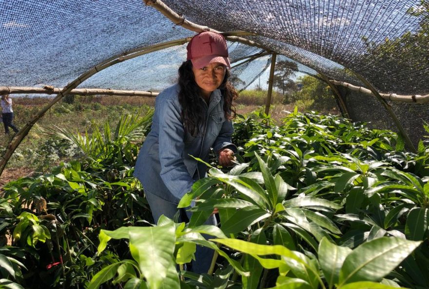 Projeto de Fruticultura Irrigada do Vão do Paranã vai ser executado em área de 296 hectares, com capacidade para produzir aproximadamente 4,2 mil toneladas de maracujá e 6 mil toneladas de manga por ano (Foto: Seapa)