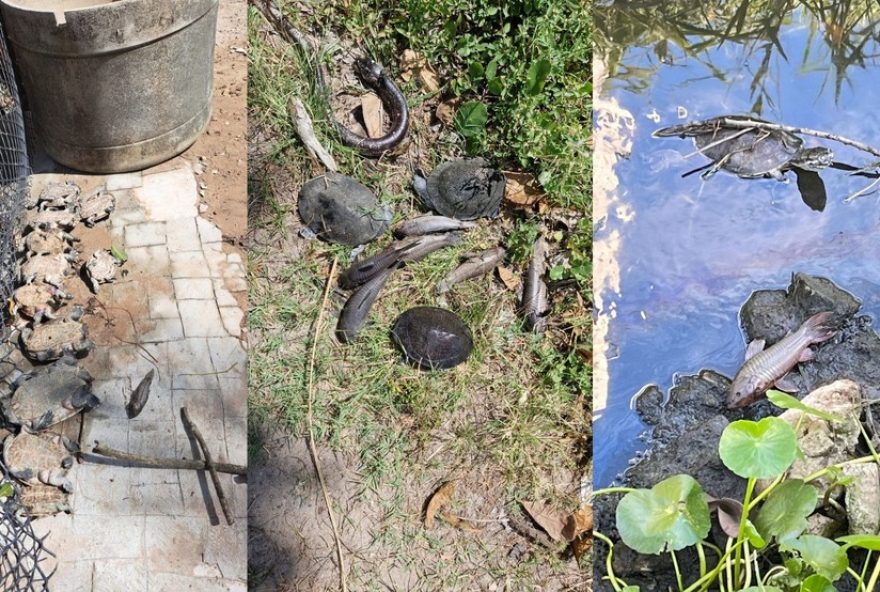 vazamento-de-combustivel-atinge-canal-proximo-ao-aeroporto-do-recife3A-animais-morrem-e-moradores-denunciam-mau-cheiro vazamento-de-combustivel-atinge-canal-proximo-ao-aeroporto-do-recife3A-animais-morrem-e-moradores-denunciam-mau-cheiro