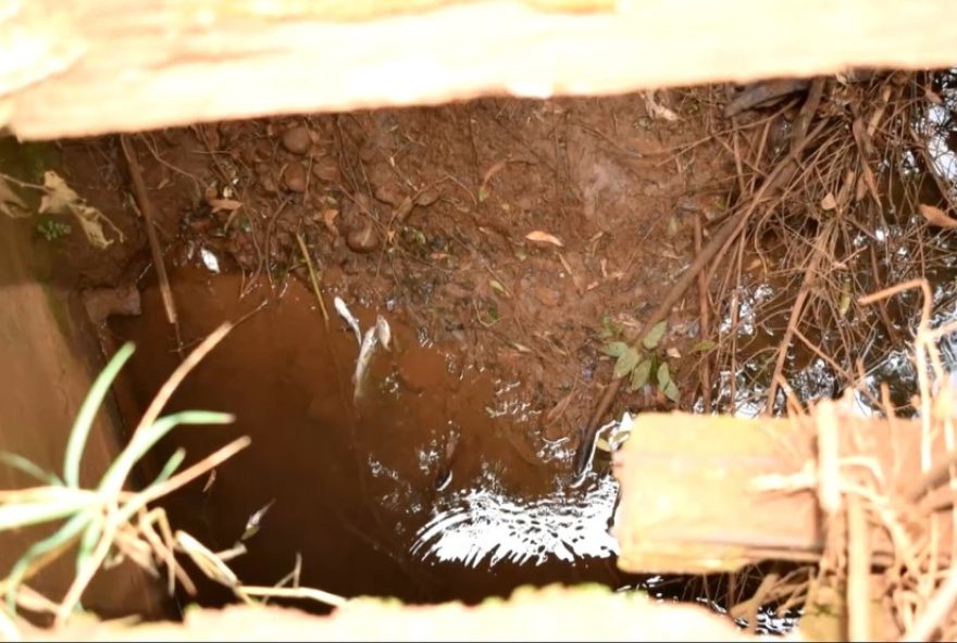 vazamento-de-dejetos-de-porco-contamina-rio-que-abastece-7025-da-populacao-de-cidade-do-rs