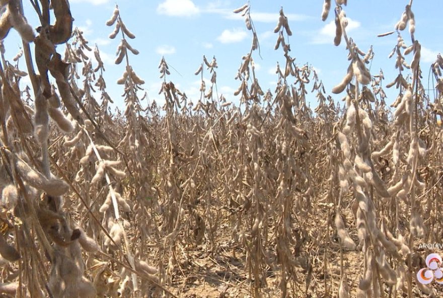 vazio-sanitario-da-soja-em-roraima3A-produtores-se-preparam-para-proibicao-do-cultivo-e-combatem-ferrugem-asiatica-saiba-mais