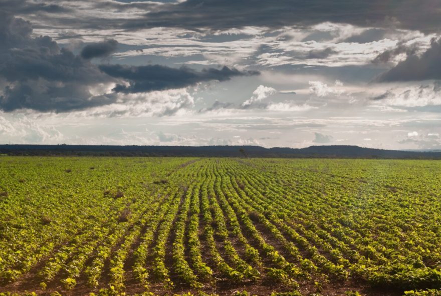 Durante 90 dias (27/06 a 24/09), os agricultores não puderam plantar ou manter plantas vivas de soja em qualquer fase de desenvolvimento em lavouras (Foto: Enio Tavares)