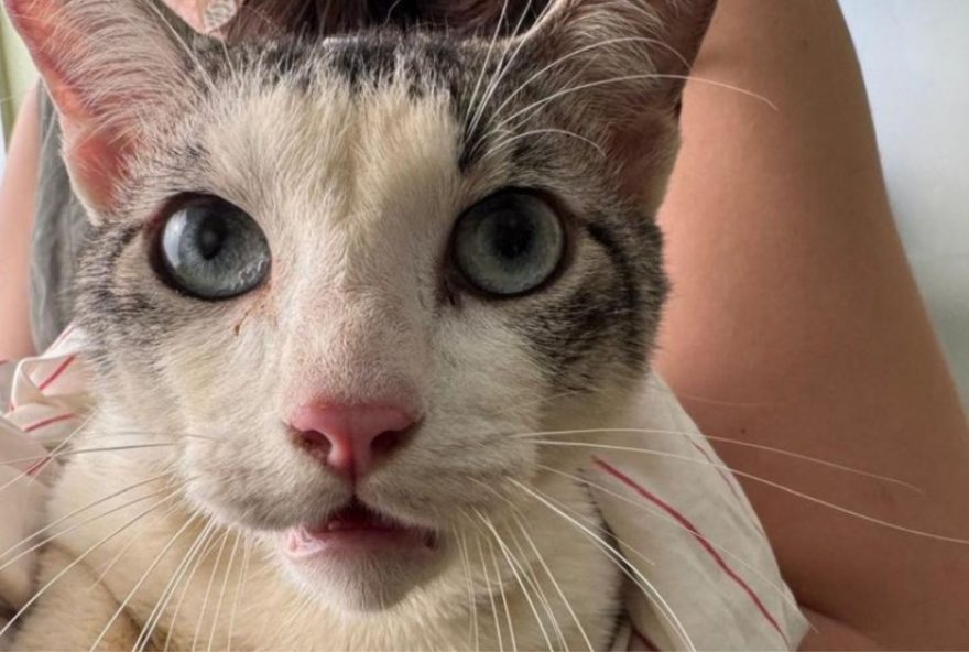 venda-de-sangue-de-gatos-em-monte-alto3A-resgatados-podem-ser-adotados2C-diz-prefeitura