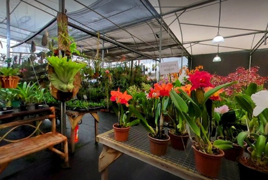 venha-se-encantar-no-11o-festival-de-orquideas-no-orquidario-orquidea-26-cia-em-valinhos2C-sp