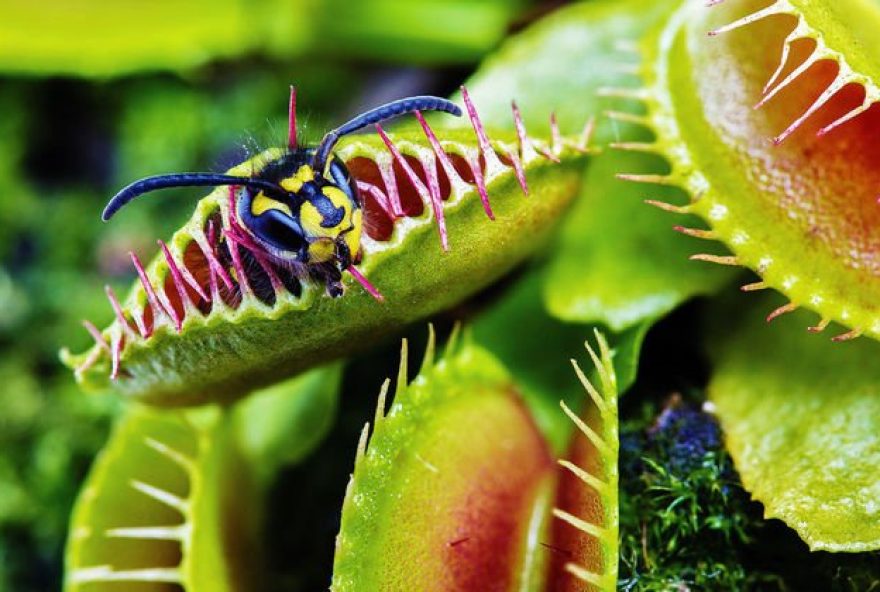 venusflytrap-cke